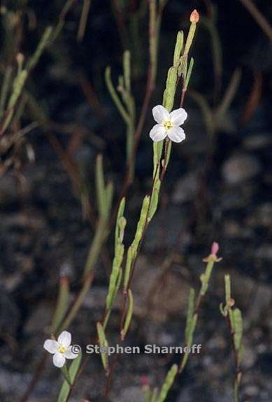 gayophytum diffusum ssp parviflorum 1 graphic